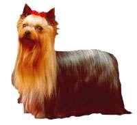 Yorkshire Terrier