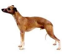 Whippet