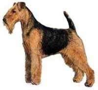 Welsh Terrier