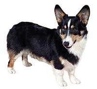 Welsh Corgi