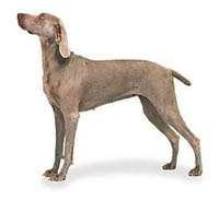 Weimaraner