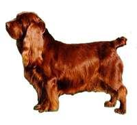 Sussex Spaniel