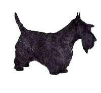 Scottish Terrier