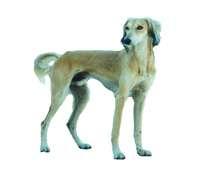 Saluki