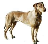 Rhodesian Ridgeback