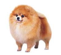 Pomeranian