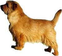 Norfolk Terrier