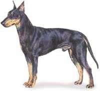 Manchester Terrier