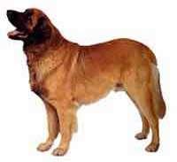 Leonberger