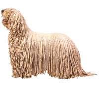 Komondor