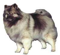 Keeshond