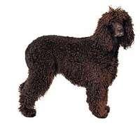 Irish Water Spaniel