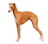 Italian Greyhound