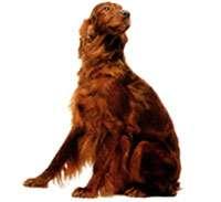 Gordon Setter