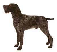 German Wirehaired Pointer