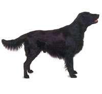 Flat Coated Retriever