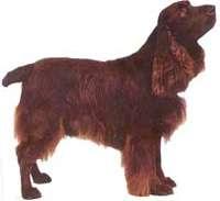 Field Spaniel