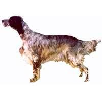 English Setter