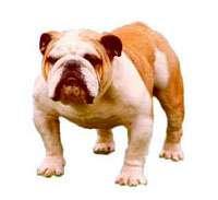 English Bulldog