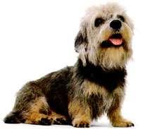 Dandie Dinmont Terrier