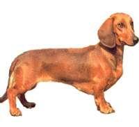 Dachshund