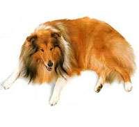 Collie