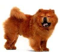 Chow chow