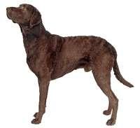 Chesapeake Bay Retriever