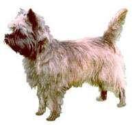 Cairn Terrier