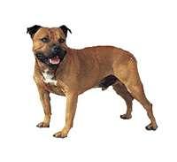 Staffordshire Bull Terrier