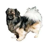 Tibetan Spaniel