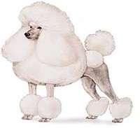 Poodle Toy