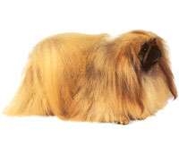 Pekingese