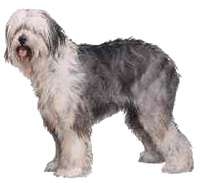 Old English Sheepdog