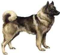 Norwegian Elkhound