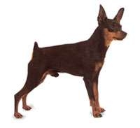 Minyatür Pinscher