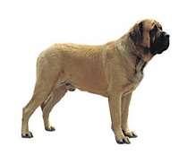 Mastiff