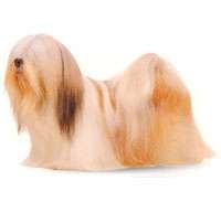 Lhasa Apso