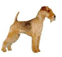 Lakeland Terrier