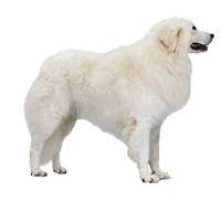 Kuvasz