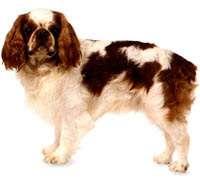 King Charles Spaniel