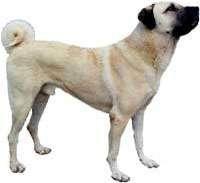 Kangal