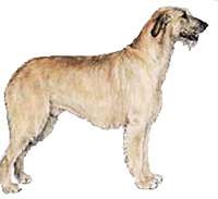 Irish Wolfhound