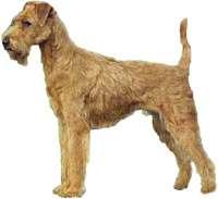 Irish Terrier