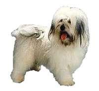 Havanese