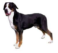 Greater Swiss Mountain Dog