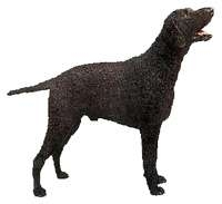 Curly Coated Retriever