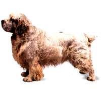 Clumber Spaniel