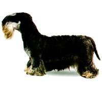 Cesky Terrier