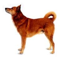 Canaan Dog
